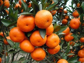 蘋(píng)果使用效果